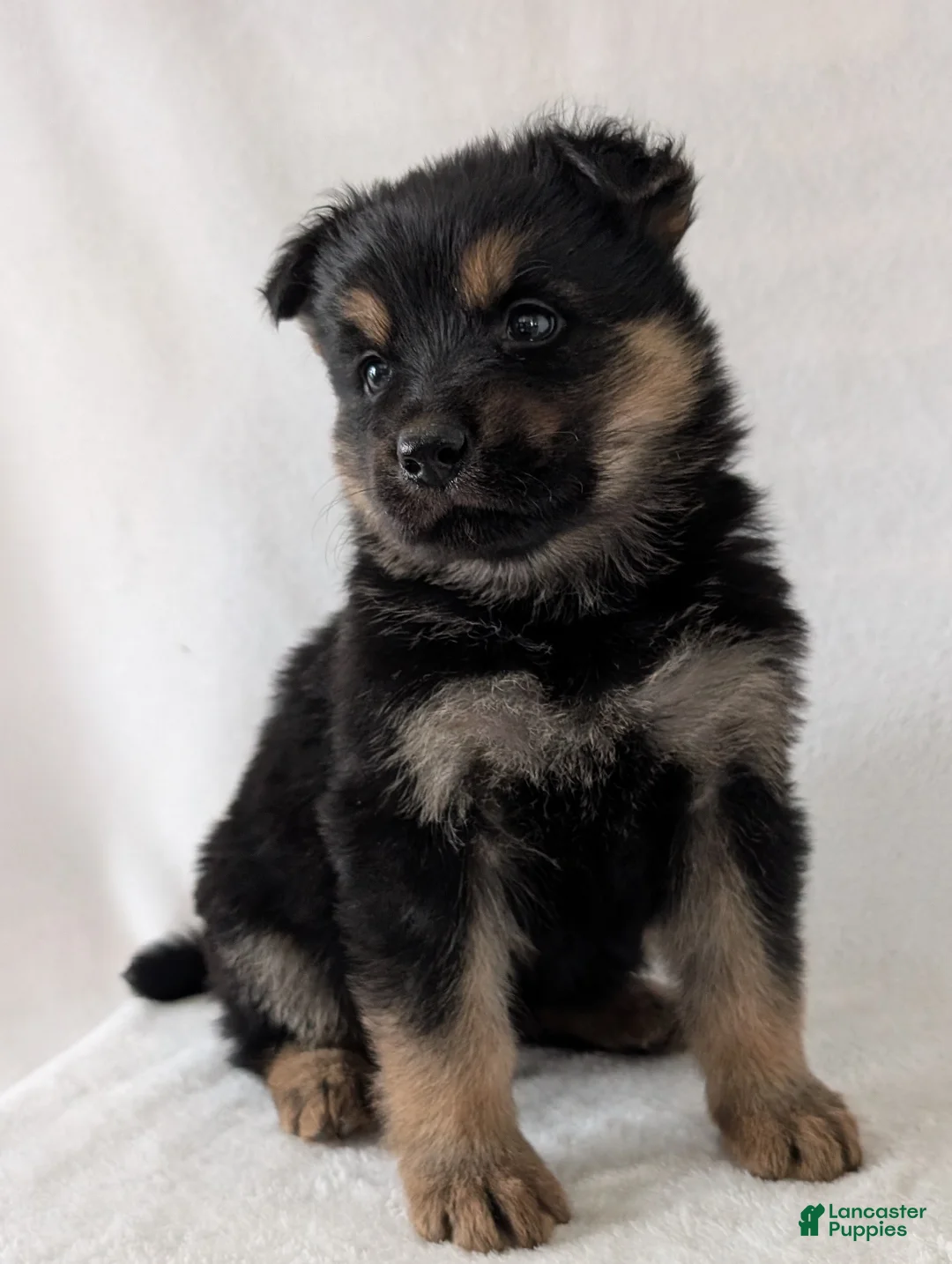 German Shepherd dogs for sale: Bella  - Ad 2