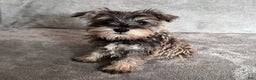 Miniature Schnauzer dogs for sale: Tinsley - Ad 2
