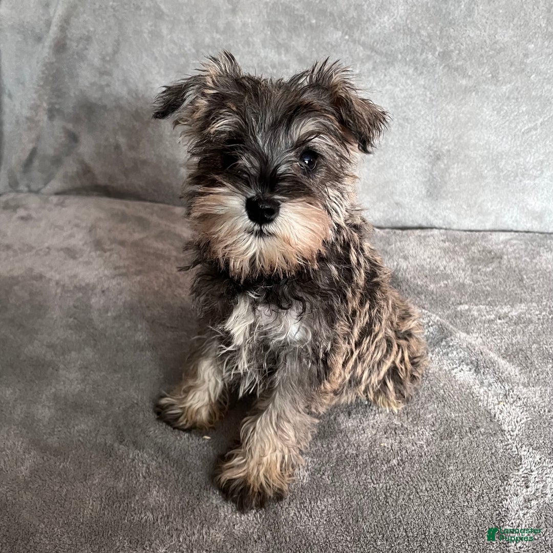 Miniature Schnauzer dogs for sale: Tinsley - Ad 2