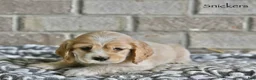 Cocker Spaniel dogs for sale: Snickers  - Ad 4
