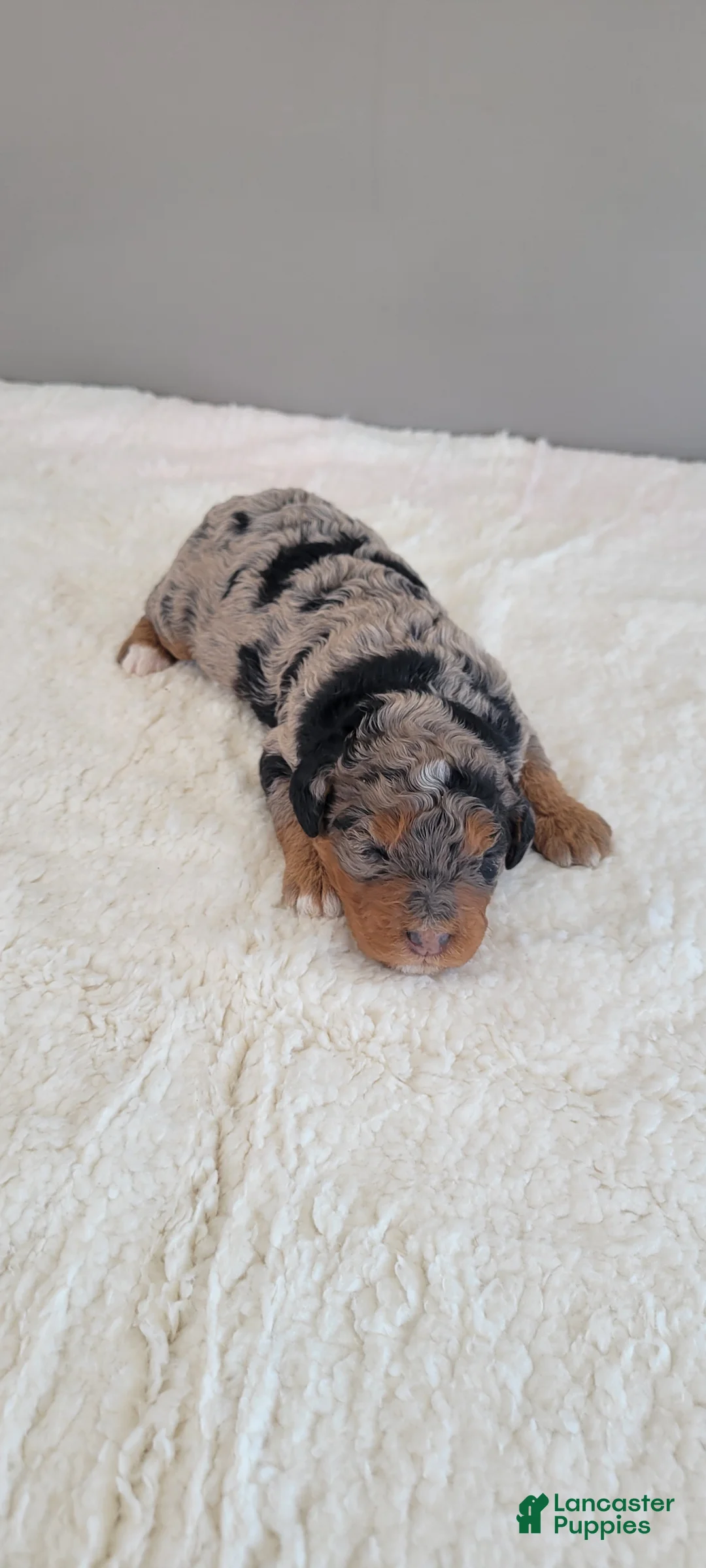 Mini Bernedoodle dogs for sale: Ginger - Ad 4