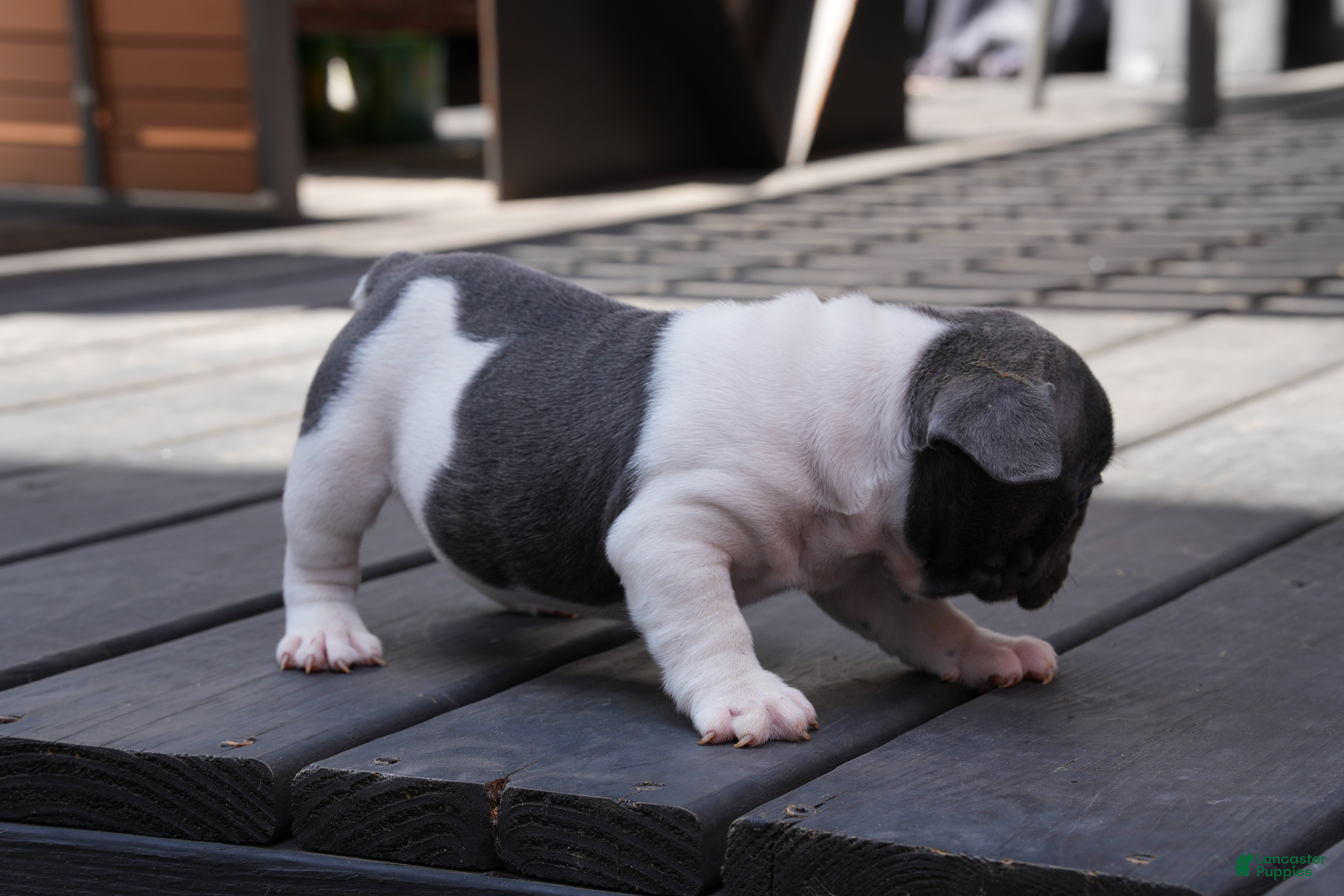 French Bulldog dogs Blue Moo - Ad 2