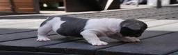 French Bulldog dogs for sale: Blue Moo - Ad 2