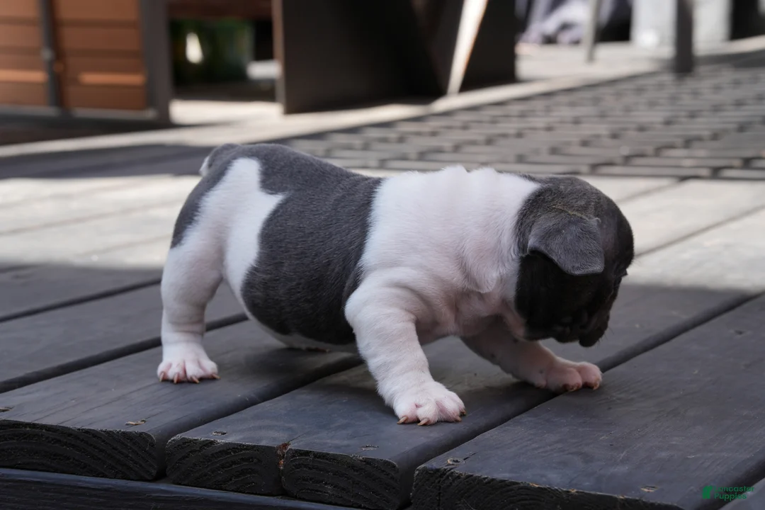 French Bulldog dogs for sale: Blue Moo - Ad 2