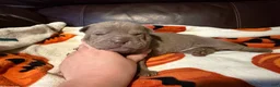 Shar Pei dogs for sale: Sage - Ad 4