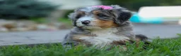 Mini Bernedoodle dogs for sale: 🐾 Primrose 🐾 - Ad 14