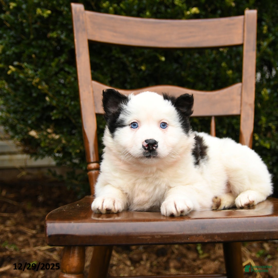 Mixed Breed dogs for sale: Oreo - Ad 3