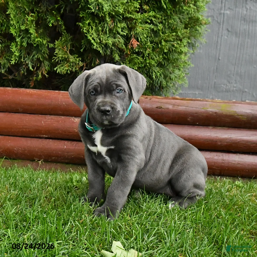 Cane Corso dogs for sale: Autumn - Ad 2