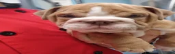 English Bulldog dogs for sale: English Bulldog 1taly - Ad 2