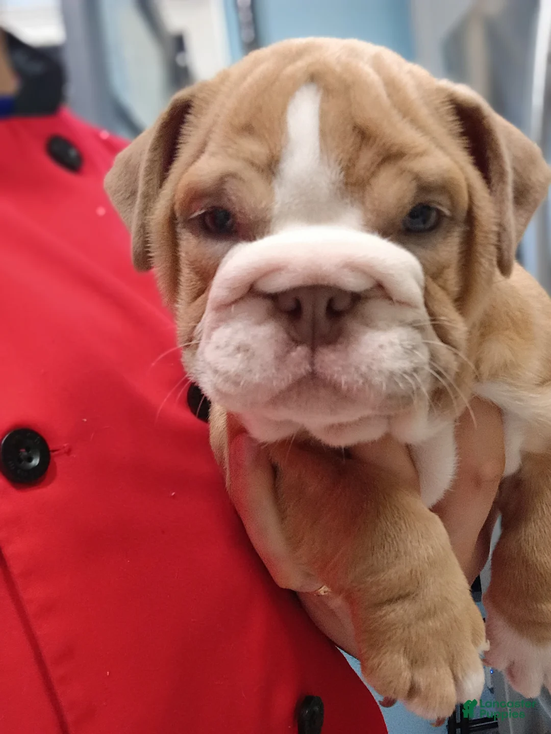 English Bulldog dogs for sale: English Bulldog 1taly - Ad 2