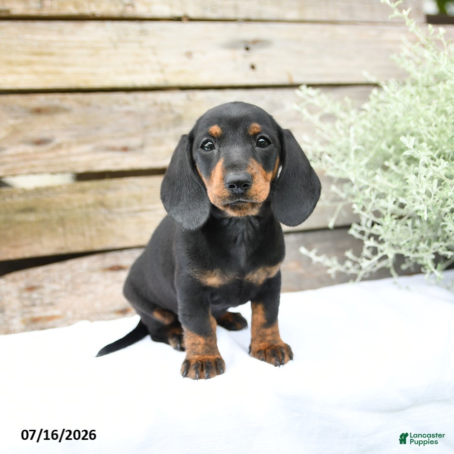 Miniature Dachshund dogs Daffodil - Ad 2