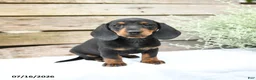 Miniature Dachshund dogs for sale: Daffodil - Ad 2