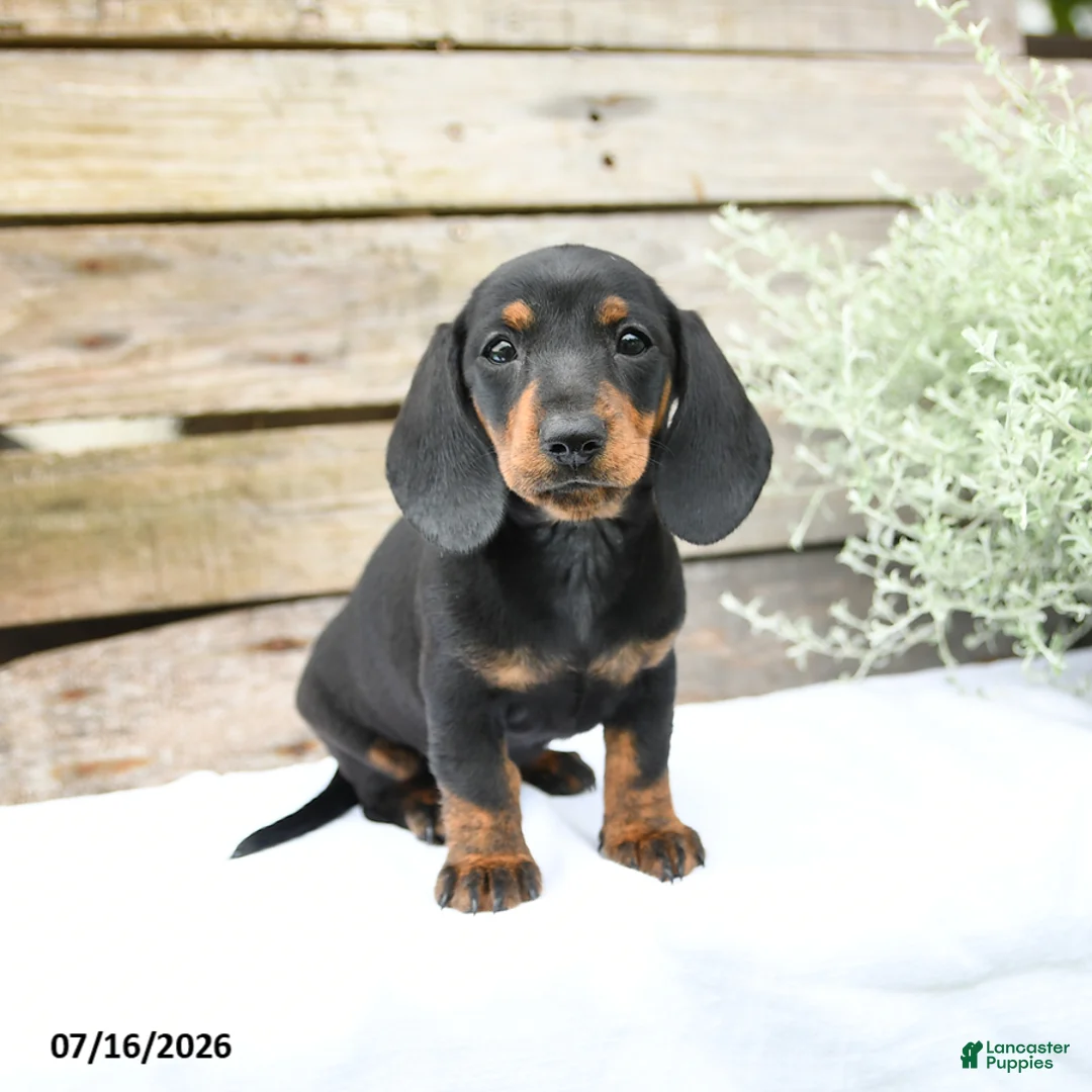 Miniature Dachshund dogs for sale: Daffodil - Ad 2