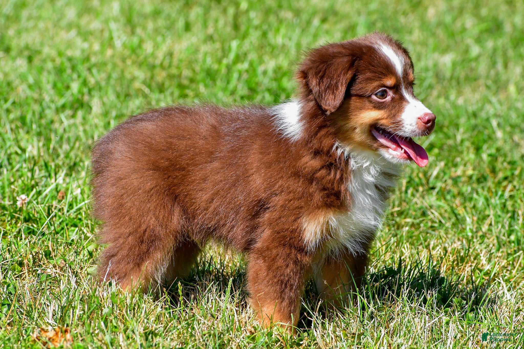 Miniature Australian Shepherd dogs Nolan - Ad 2