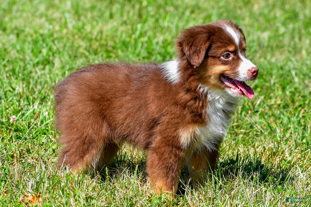 Miniature Australian Shepherd dogs for sale: Nolan - Ad 2