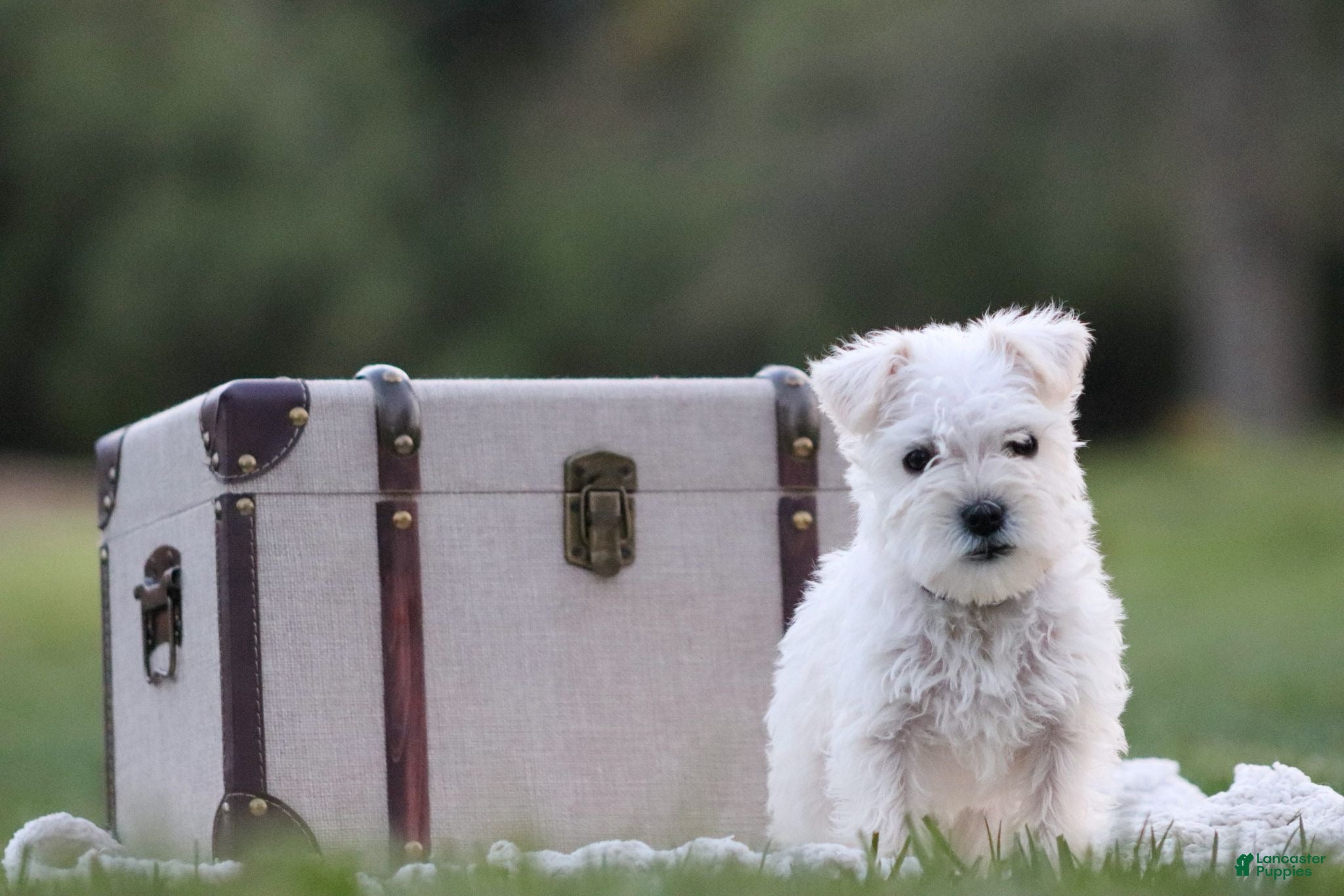 Miniature Schnauzer dogs Chelsea - Ad 2