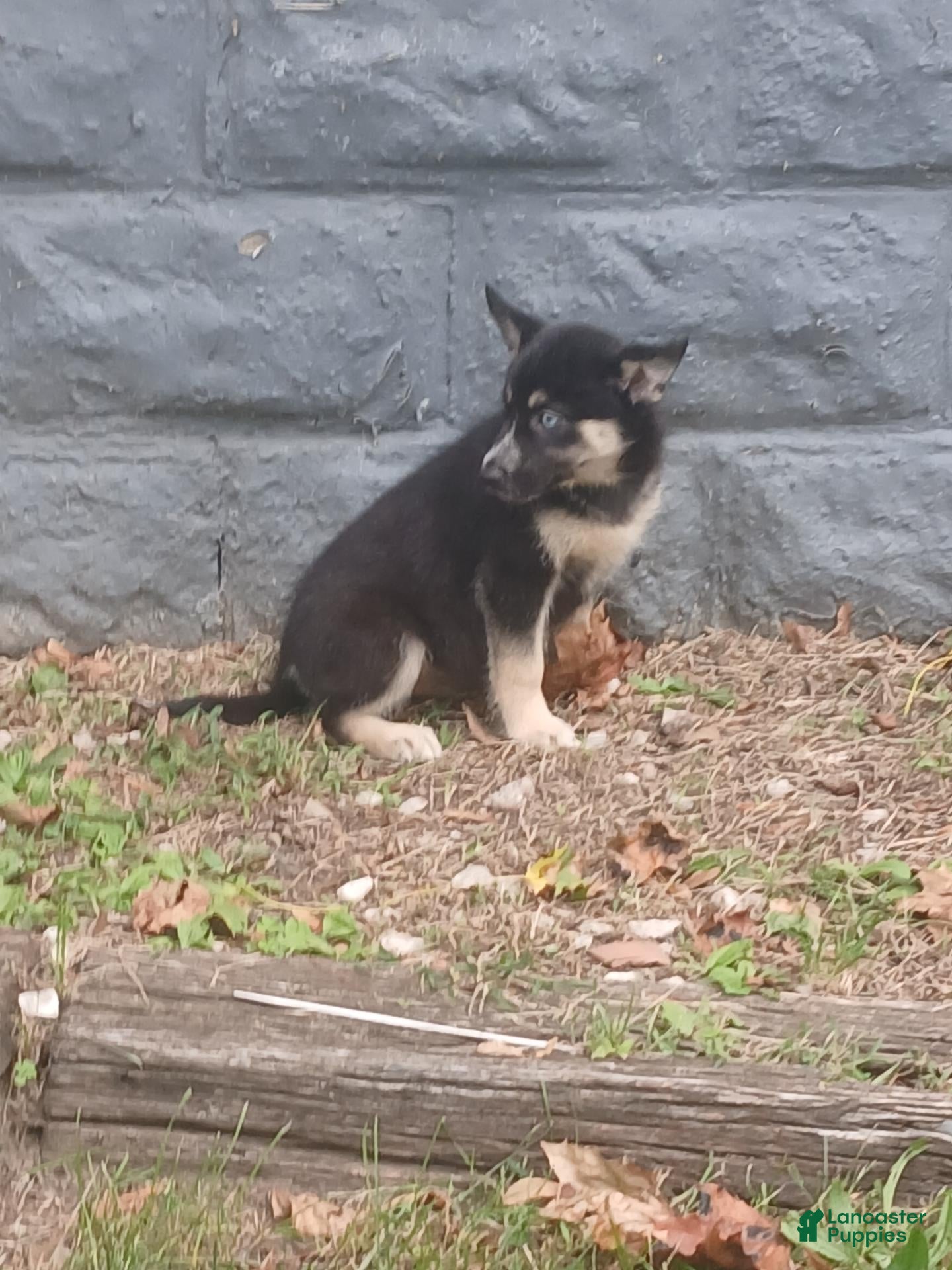 Shepsky (Shepsky, Female) in Akron, OH