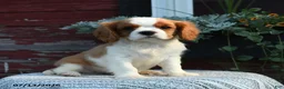 Cavalier King Charles Spaniel dogs for sale: Jasper - Ad 4