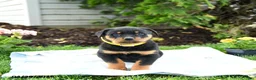 Rottweiler dogs for sale: Vinny - Ad 3
