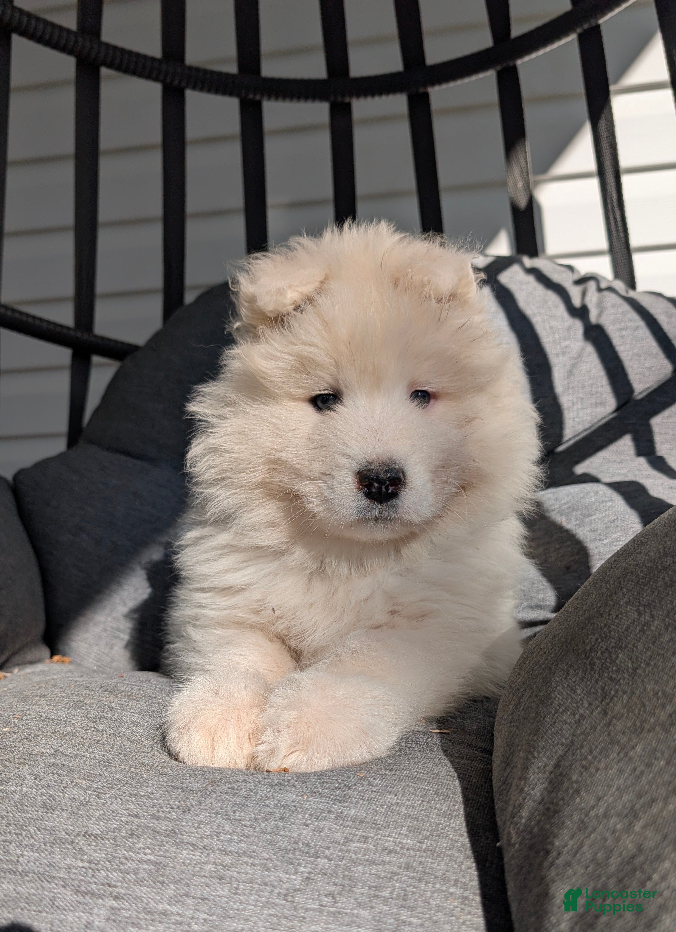 Samoyed dogs for sale: Benji - Ad 2
