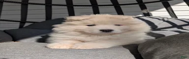 Benji
