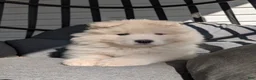 Samoyed dogs for sale: Benji - Ad 1