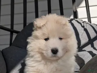 Samoyed dogs for sale: Benji - Ad 2
