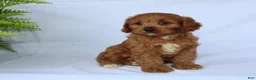 Cavapoo dogs for sale: Sugar - Ad 3