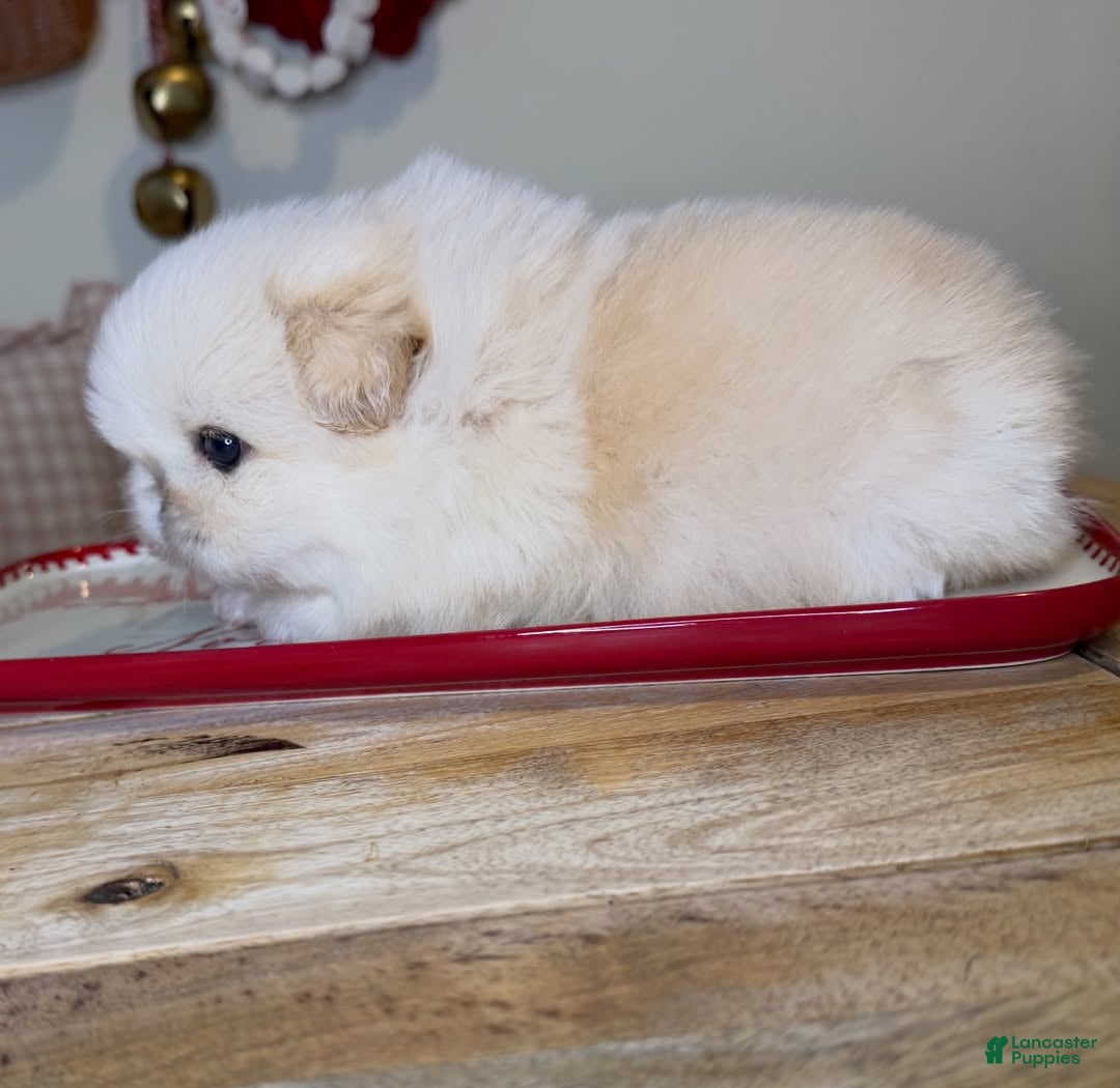 Pekingese dogs for sale: Finn - Ad 5