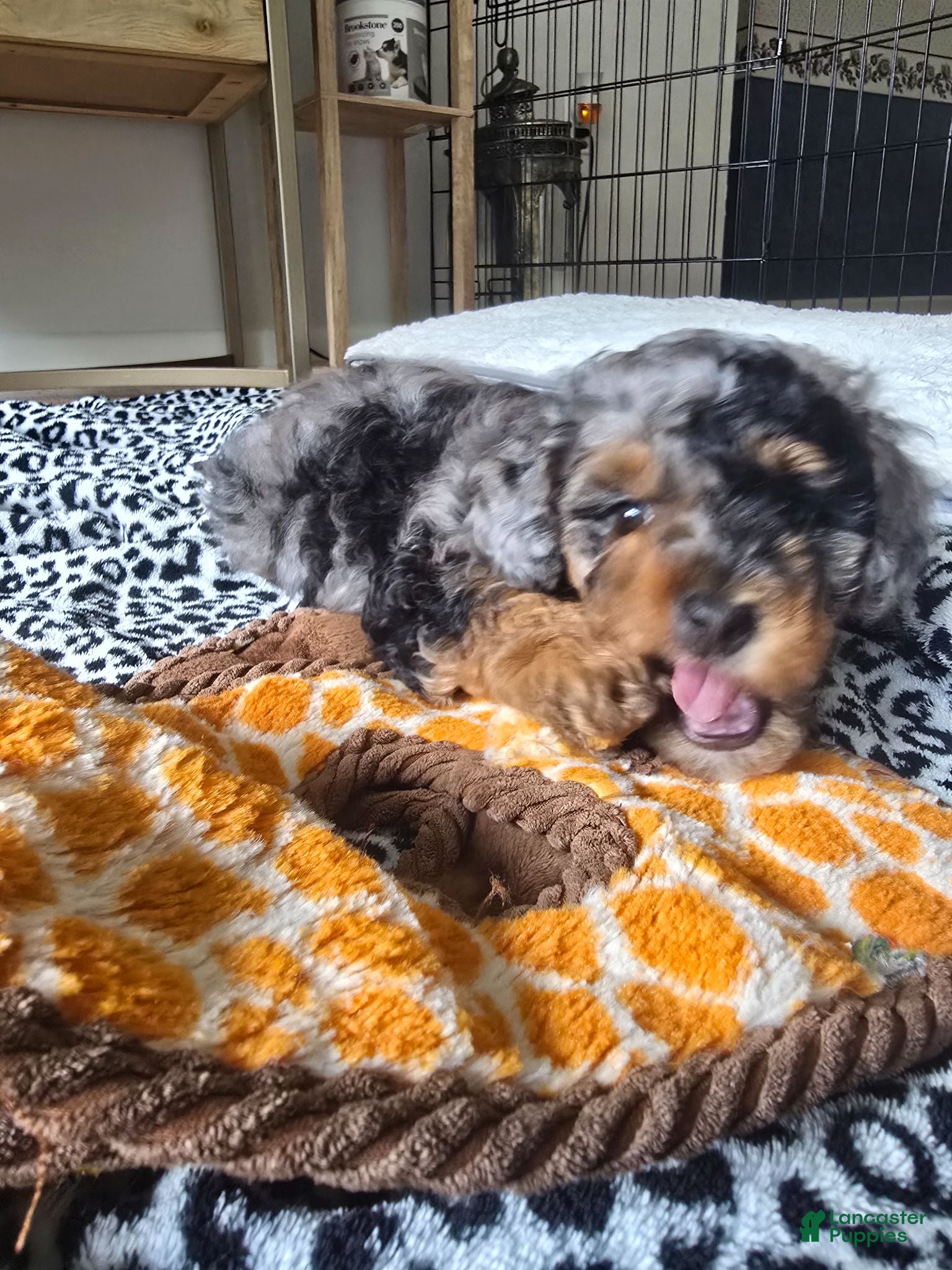 Miniature Poodle dogs Knox - Ad 21