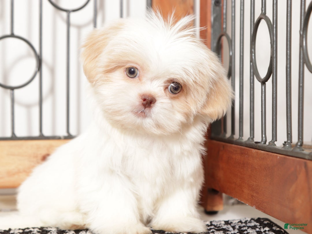 Shih Tzu dogs for sale: Shih Tzu Puppy 1 - Ad 1