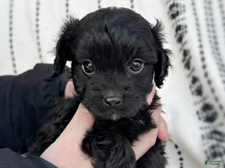 Mini Aussiedoodle dogs Rex (Tiny) - Ad 11