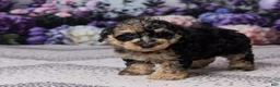 Miniature Poodle dogs for sale: Regan - Ad 4
