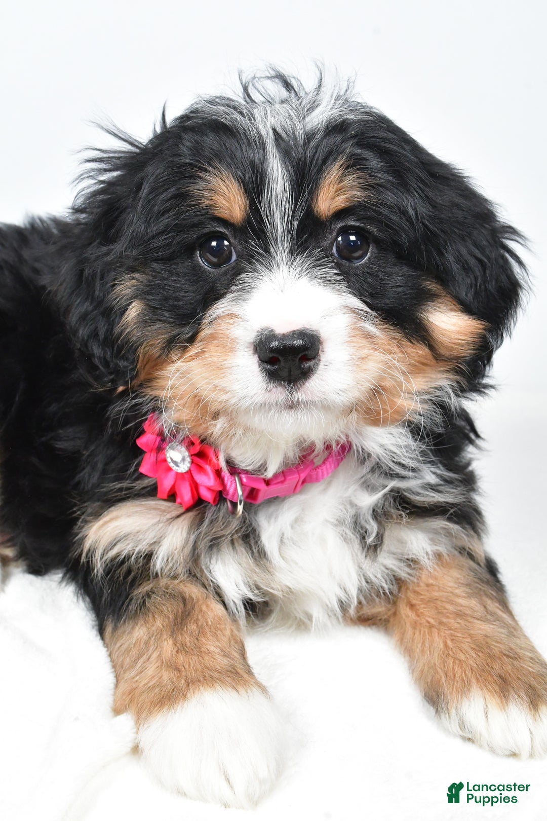 Mini Bernedoodle dogs for sale: Alisha - Ad 5