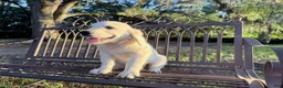 Golden Retriever dogs for sale: Bonzai of Avalon - Ad 2