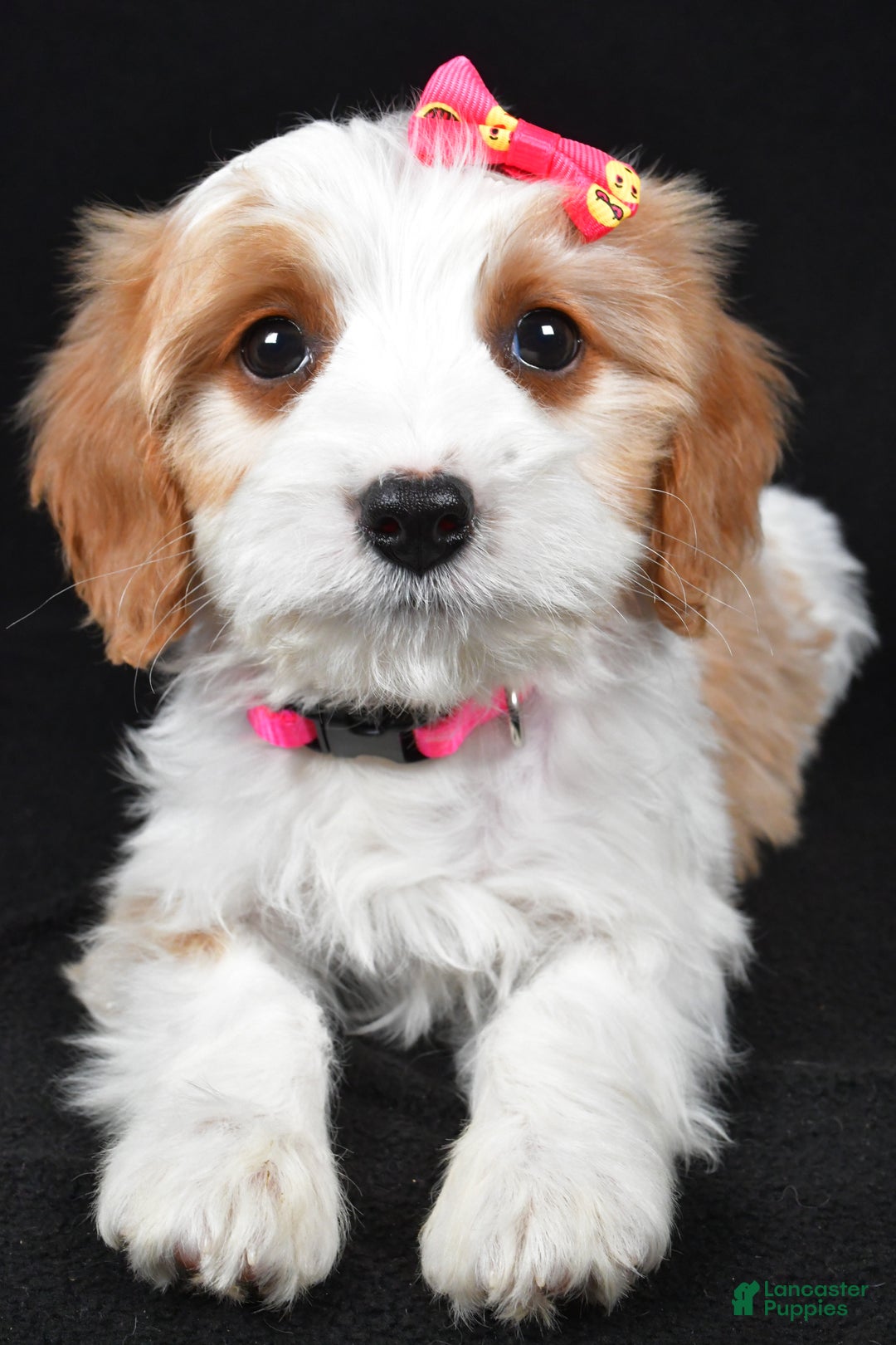 Cavapoo dogs for sale: Ellie - Ad 2