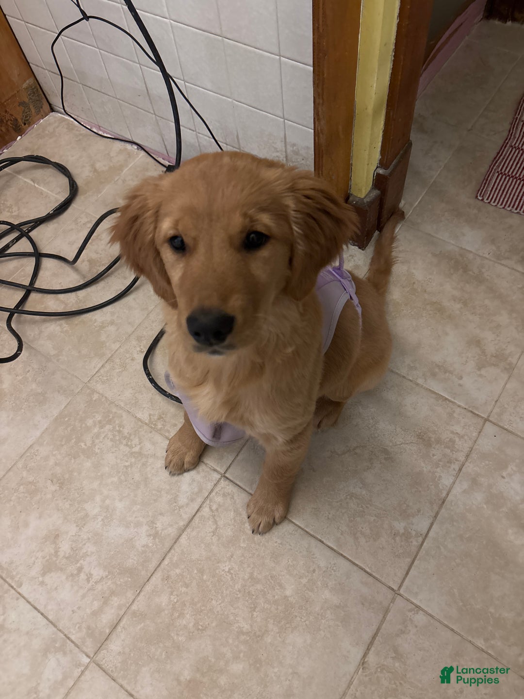 Golden Retriever dogs for sale: Golden Retriever Puppy 1 - Ad 2