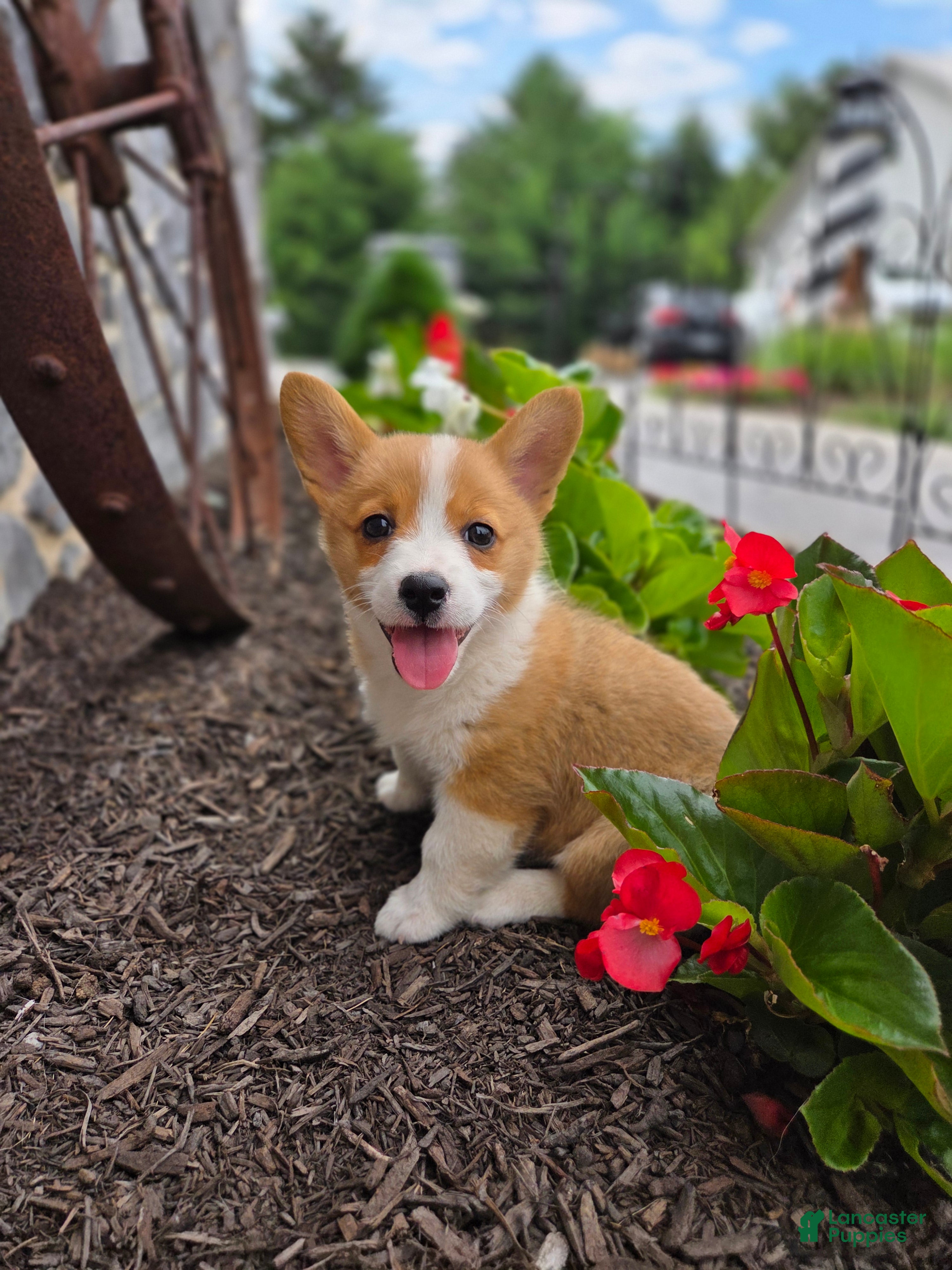 Welsh Corgi Pembroke dogs Tessi - Ad 2