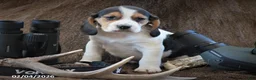 Beagle dogs for sale: Diamondback - Ad 1