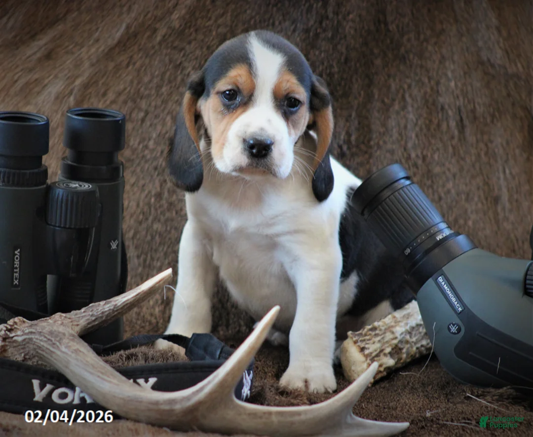 Beagle dogs for sale: Diamondback - Ad 1