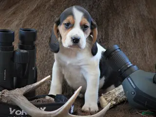 Beagle dogs Diamondback - Ad 8