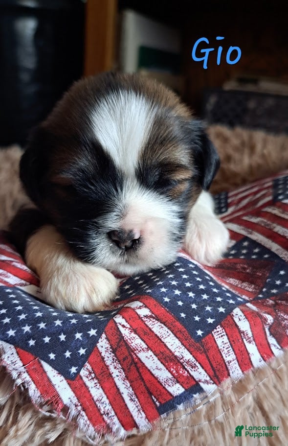 Lhasa Apso dogs Gio - Ad 1