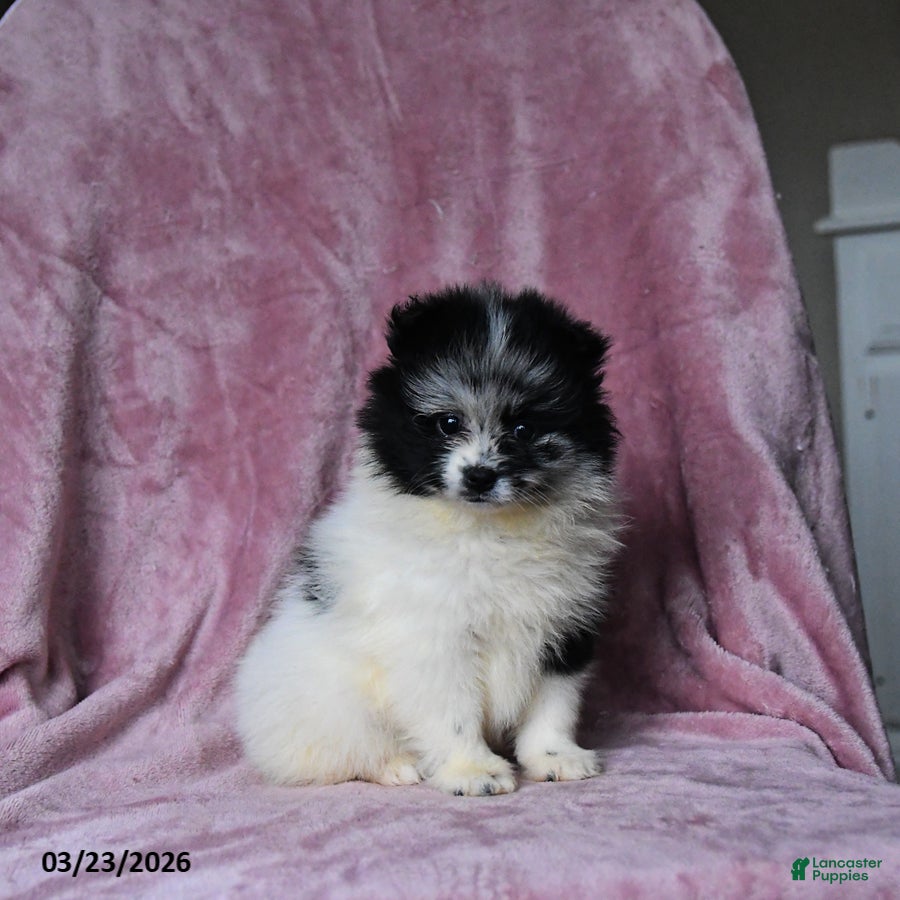 Pomeranian dogs Olimpia - Ad 1