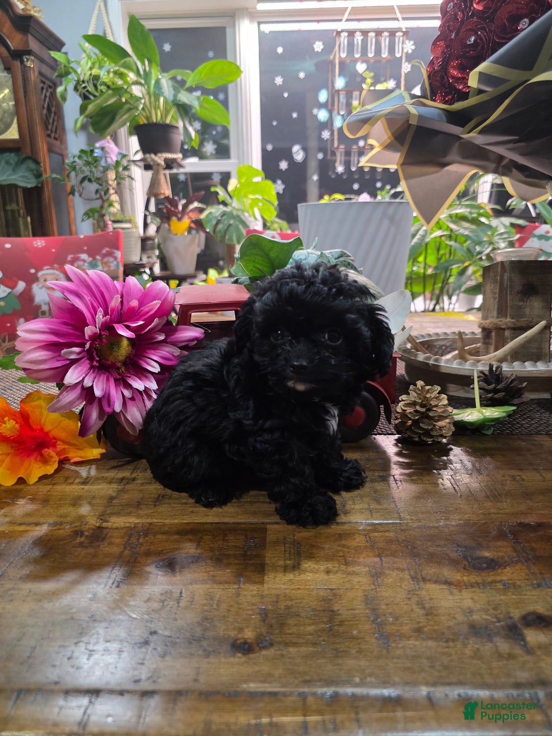 Toy Poodle dogs for sale: Blackie  - Ad 3