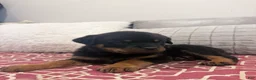 Rottweiler dogs for sale: Red collar boy - Ad 2