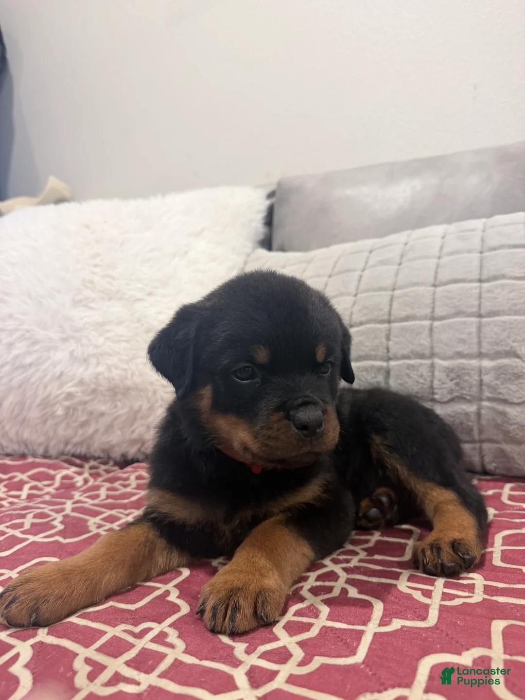 Rottweiler dogs for sale: Red collar boy - Ad 2