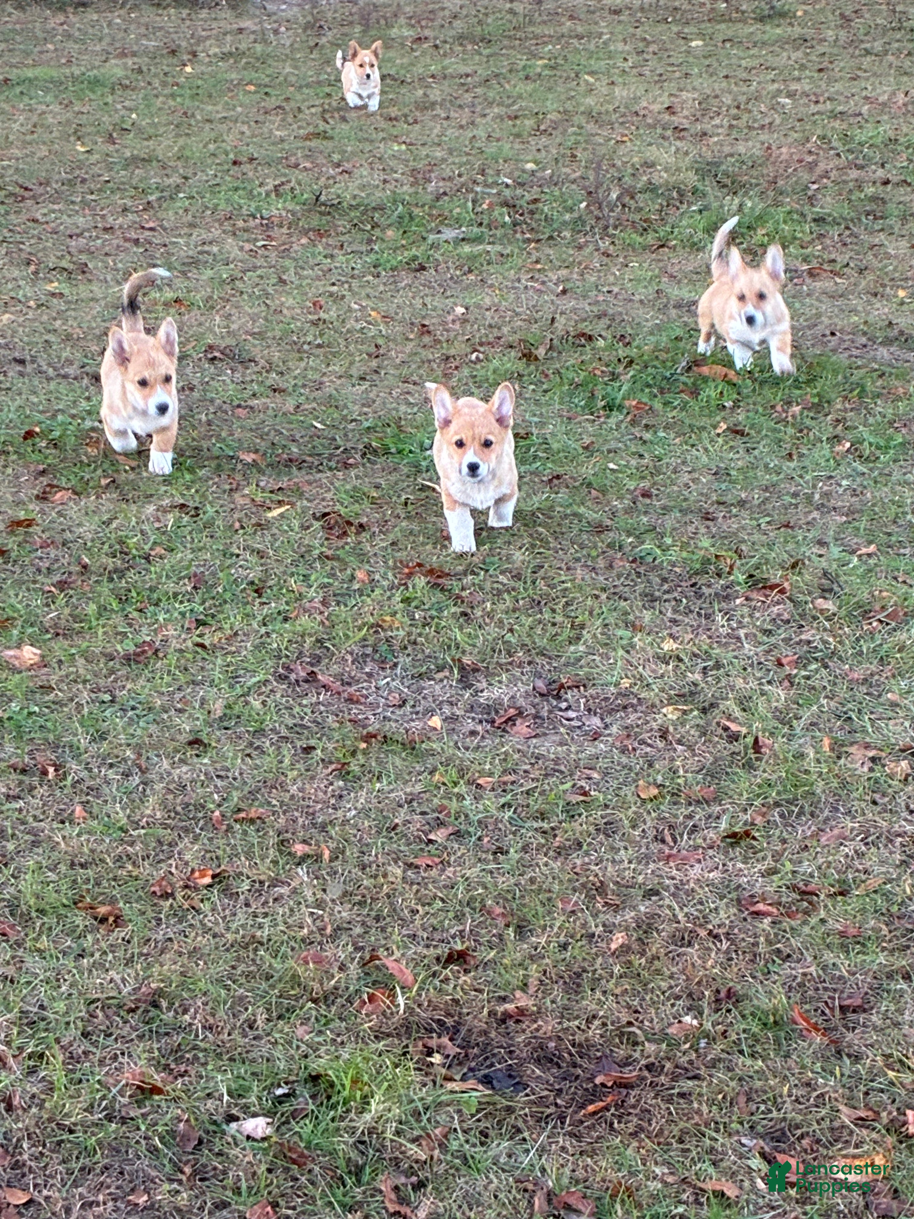 Welsh Corgi Pembroke dogs for sale: Welsh Corgi Pembroke  - Ad 2