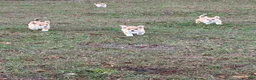 Welsh Corgi Pembroke dogs for sale: Welsh Corgi Pembroke  - Ad 2