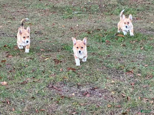 Welsh Corgi Pembroke dogs for sale: Welsh Corgi Pembroke - Ad 2