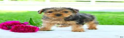 Yorkiepoo dogs for sale: Riley - Ad 3